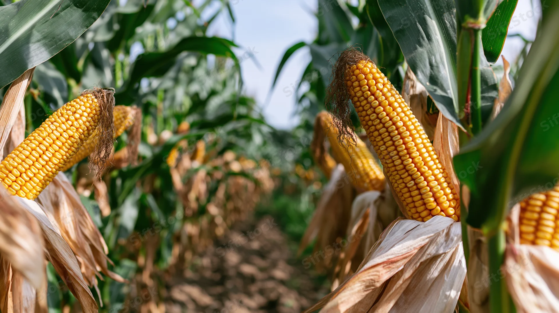 Ripe corn ears with golden kernels and dry silk tassels in a field row