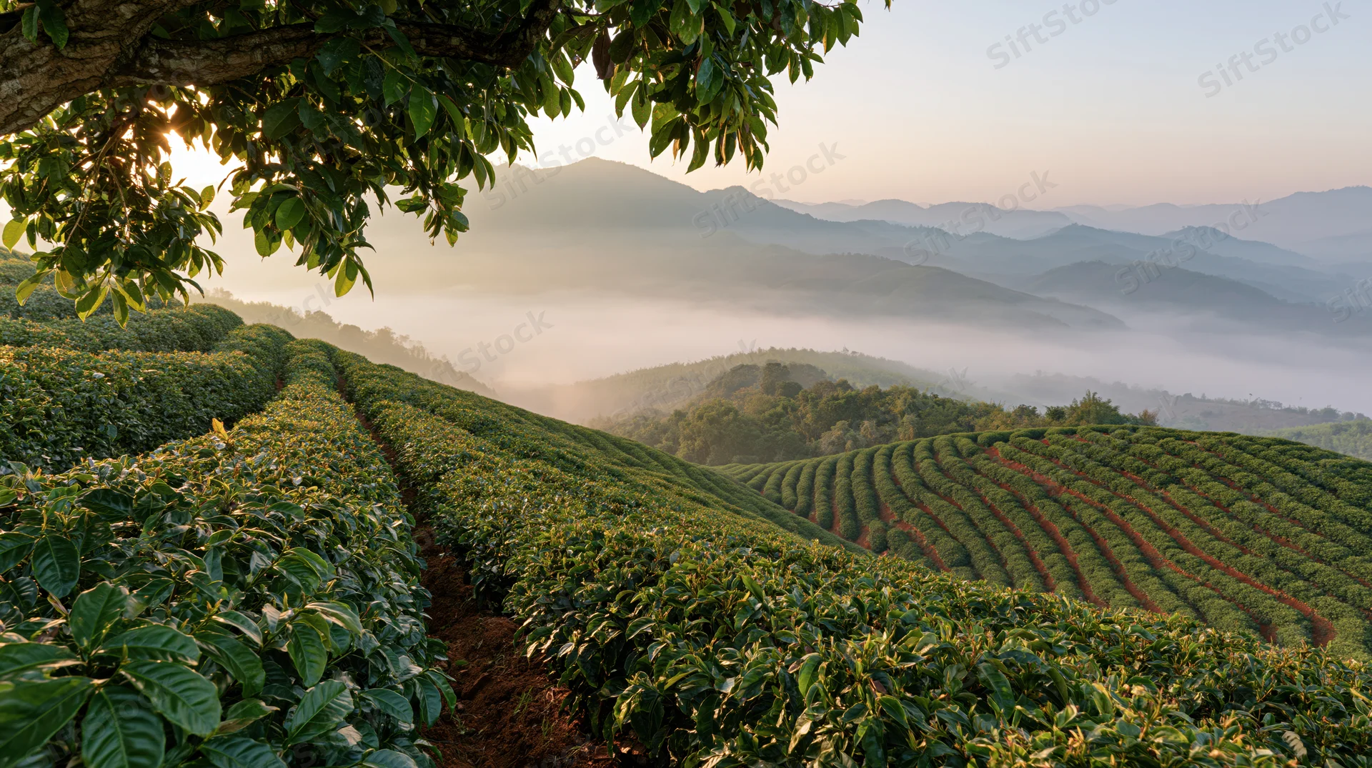 Terraced coffee plantation on rolling hills at sunrise with mist in the valley