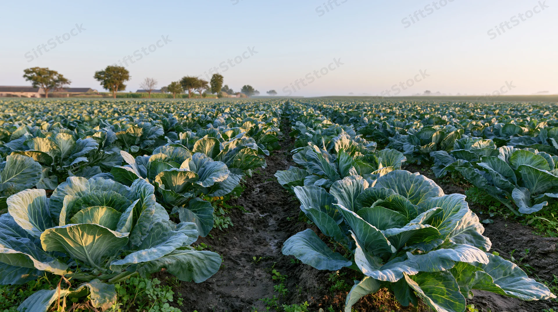 Rows of green cabbage plants growing in a field stretching to the horizon