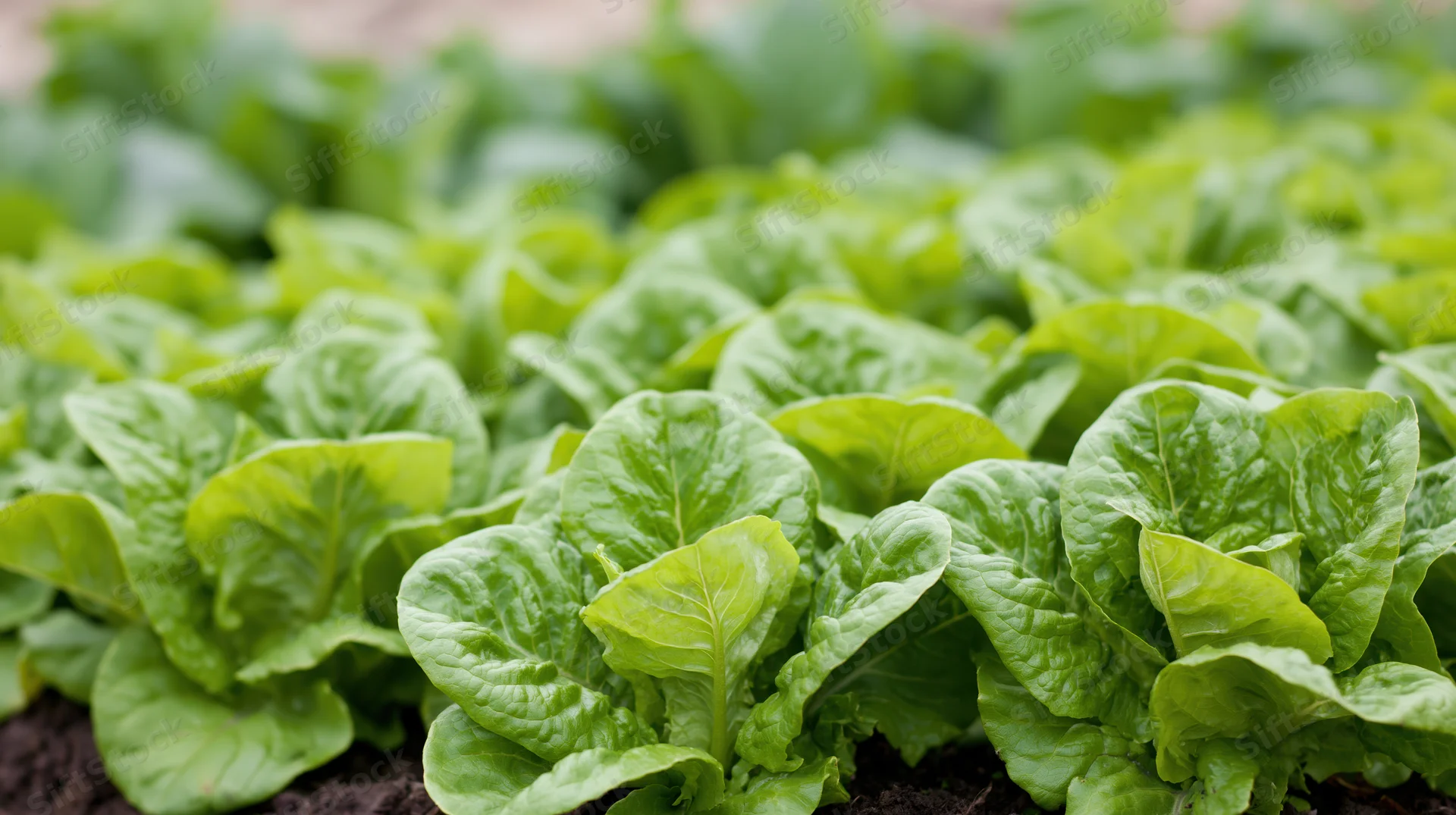 Rows of fresh green lettuce growing in a garden bed