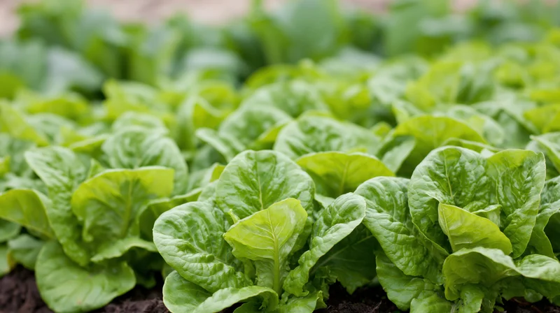 Rows of fresh green lettuce growing in a garden bed
