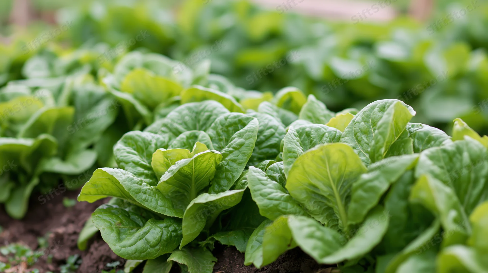Rows of fresh green lettuce growing in a garden bed