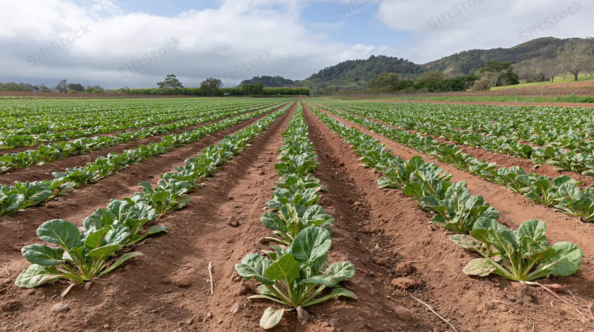 Rows of leafy green crops growing in neat lines across a farm field under a cloudy sky with hills in the distance