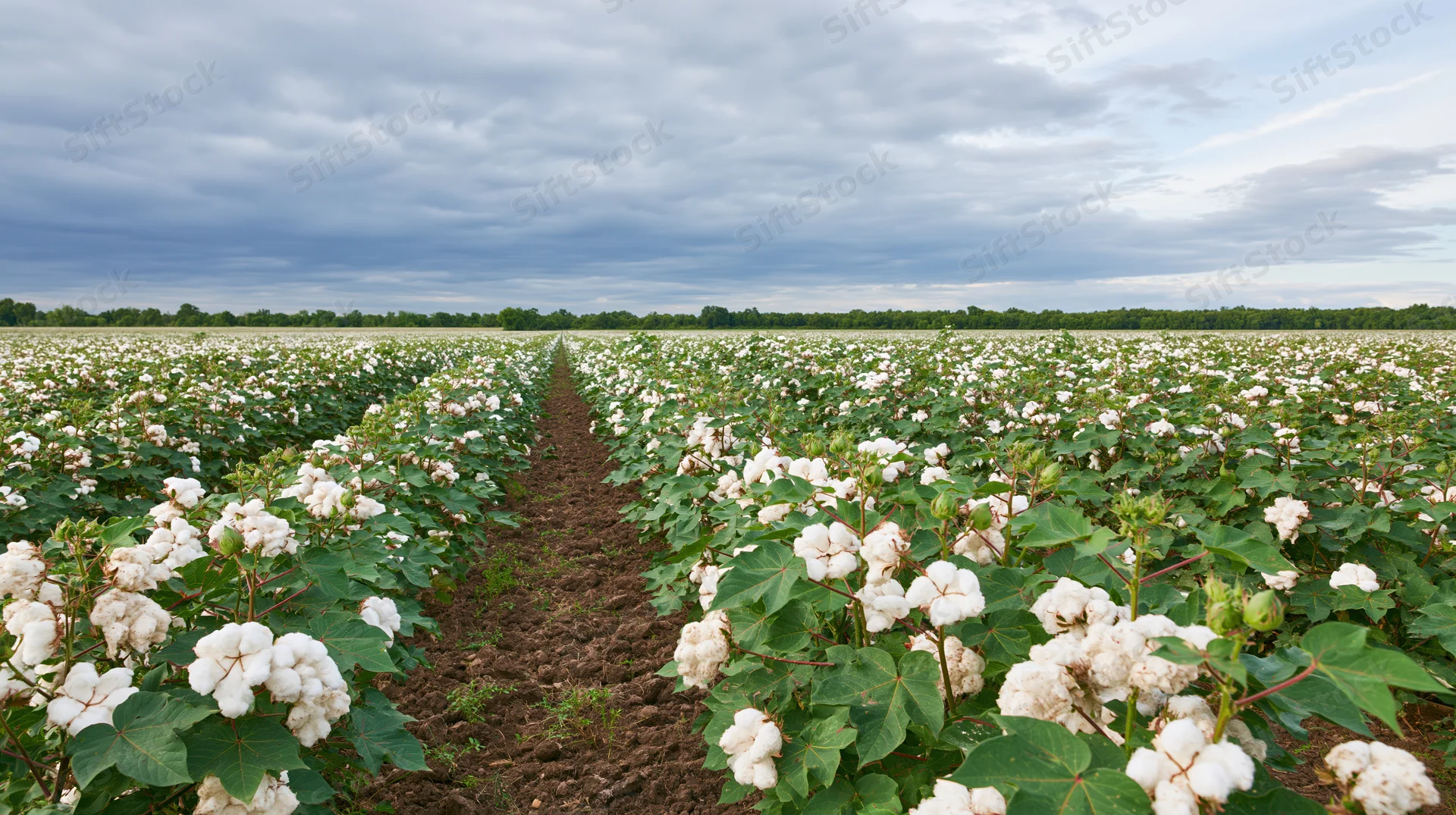 Rows of mature cotton plants in full bloom stretching across a vast field under a cloudy sky