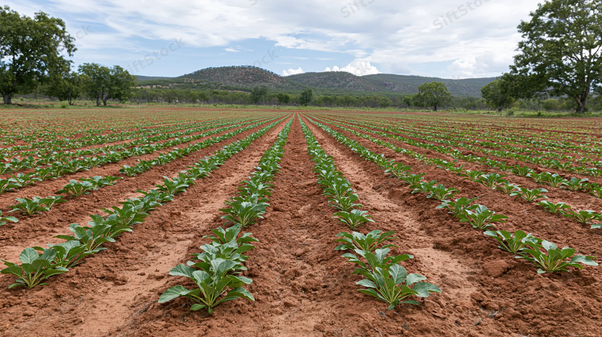 Rows of young green crops planted in reddish-brown soil stretching across a rural field under a partly cloudy sky