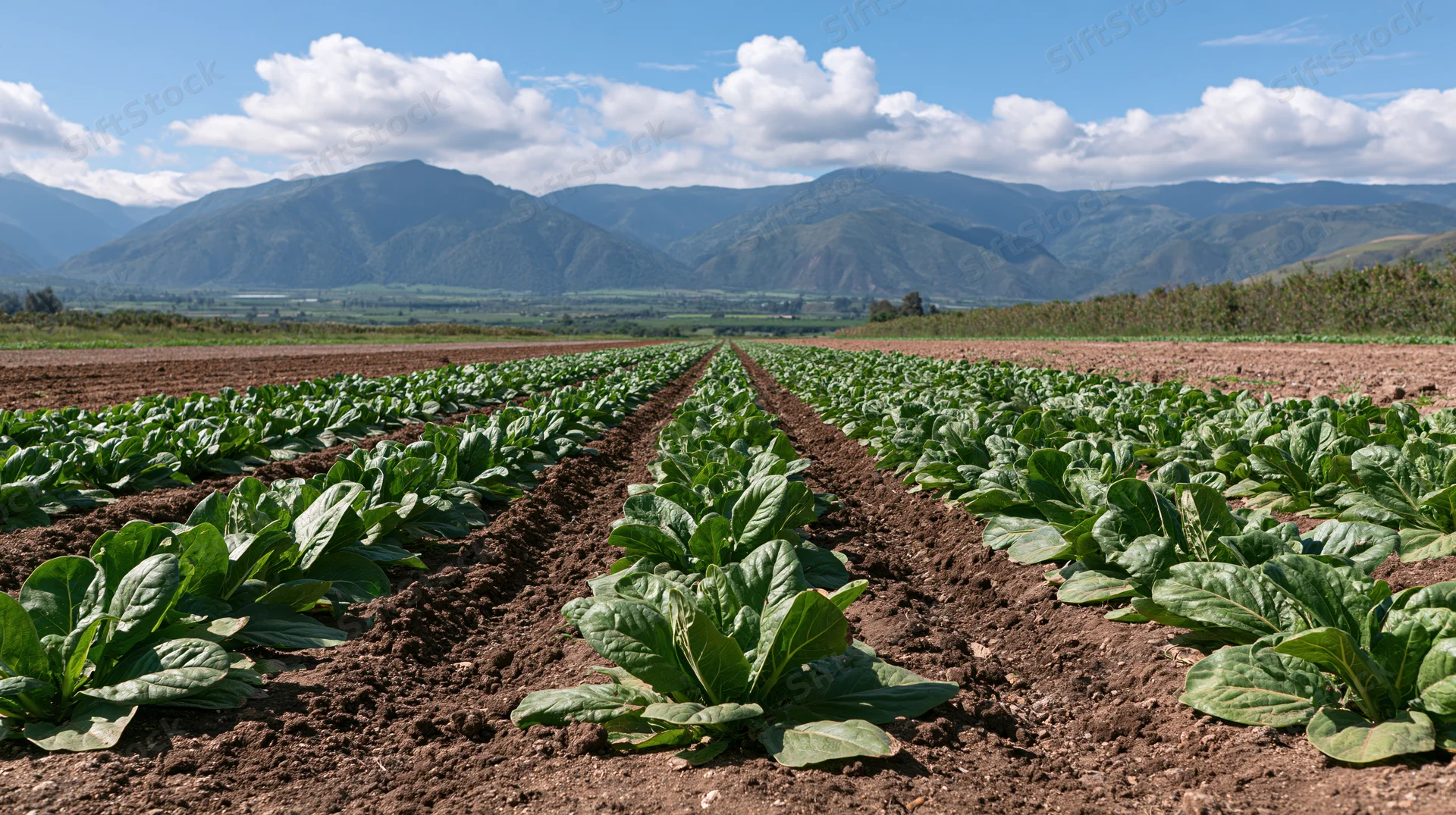 Rows of young green lettuce plants growing in a field with mountains in the background