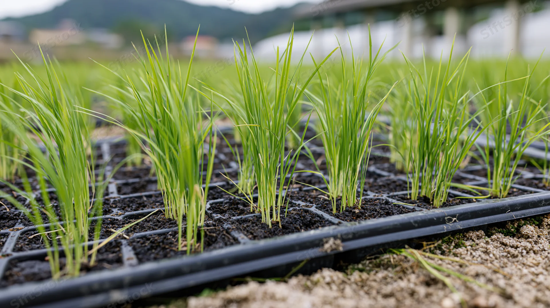 Young rice seedlings growing in black plastic trays in a nursery field