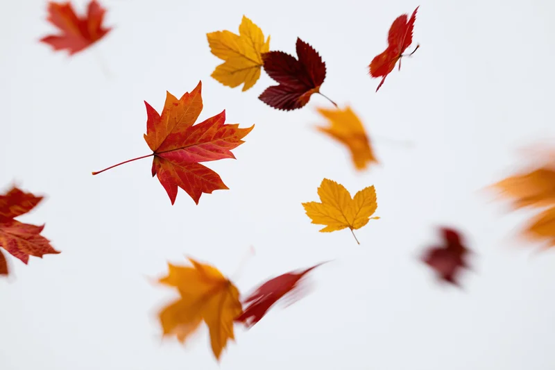 Autumn leaves falling mid-air against a white background