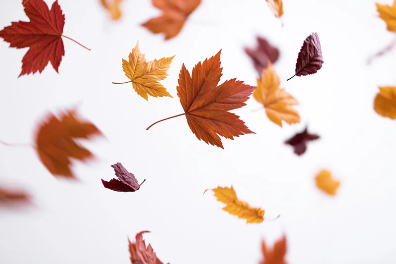Autumn leaves falling mid-air against a white background