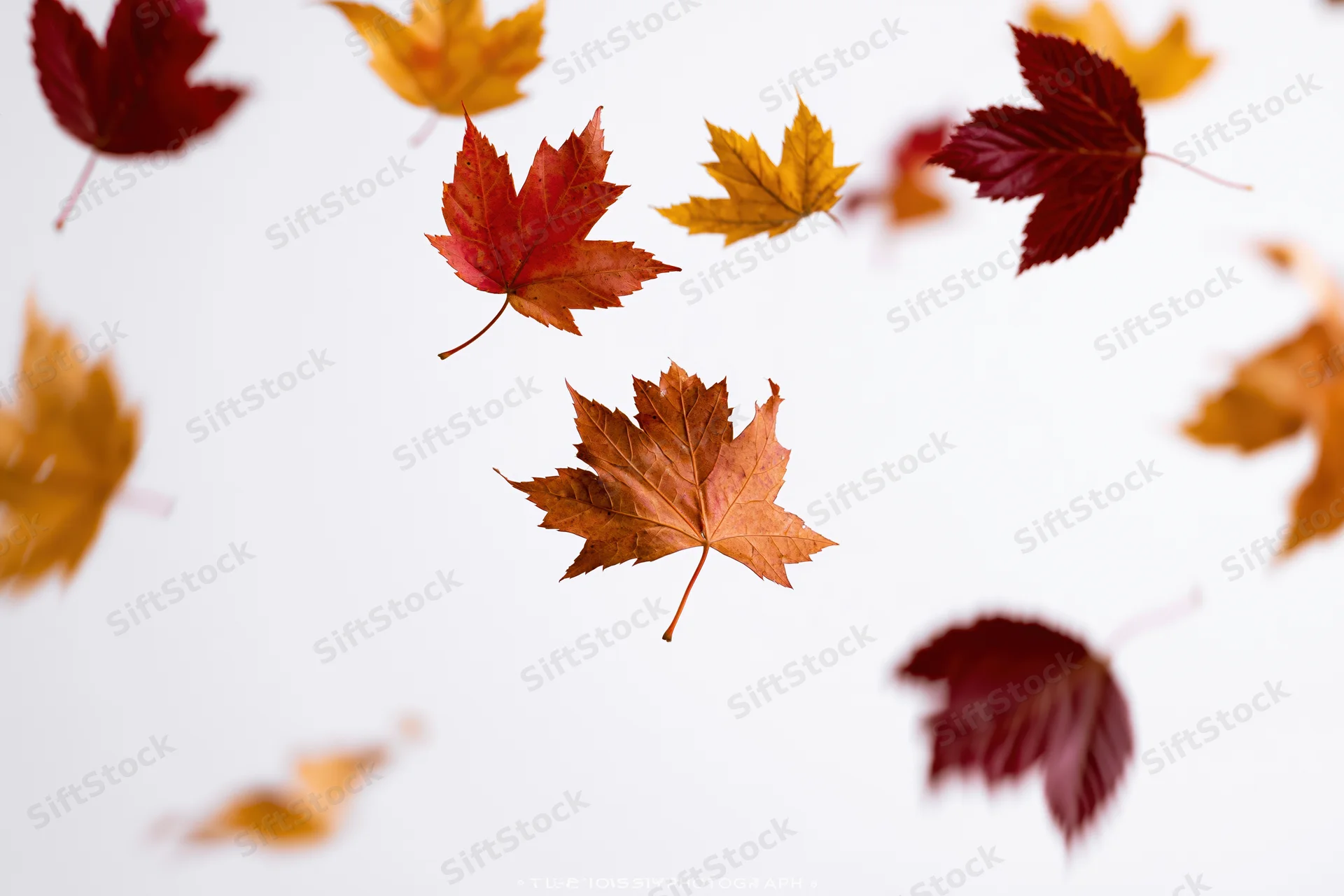 Autumn maple leaves floating midair against a white background