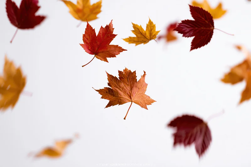 Autumn maple leaves floating midair against a white background