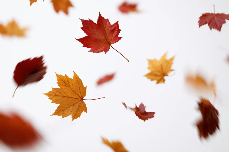 Maple leaves falling mid-air against a white background