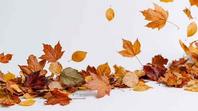 Scattered autumn leaves of maple and birch resting on white surface with some in motion