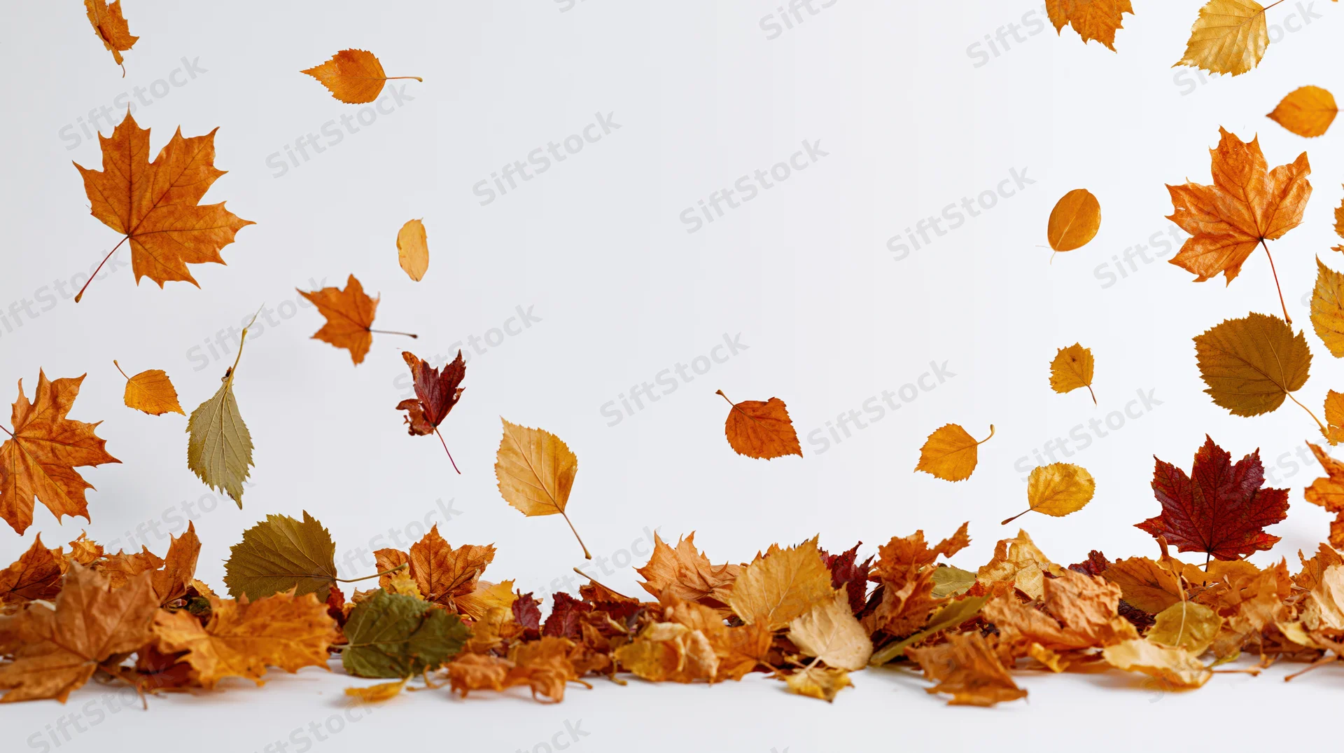 Scattered autumn leaves of maple and birch floating and piled on white background