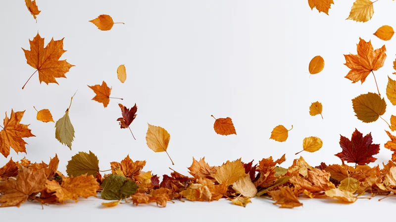 Scattered autumn leaves of maple and birch floating and piled on white background
