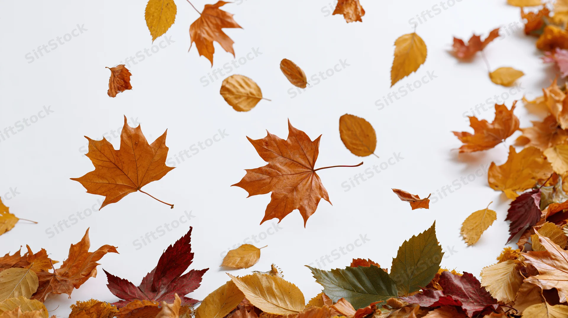 Scattered autumn leaves of maple and birch falling on white surface with copyspace
