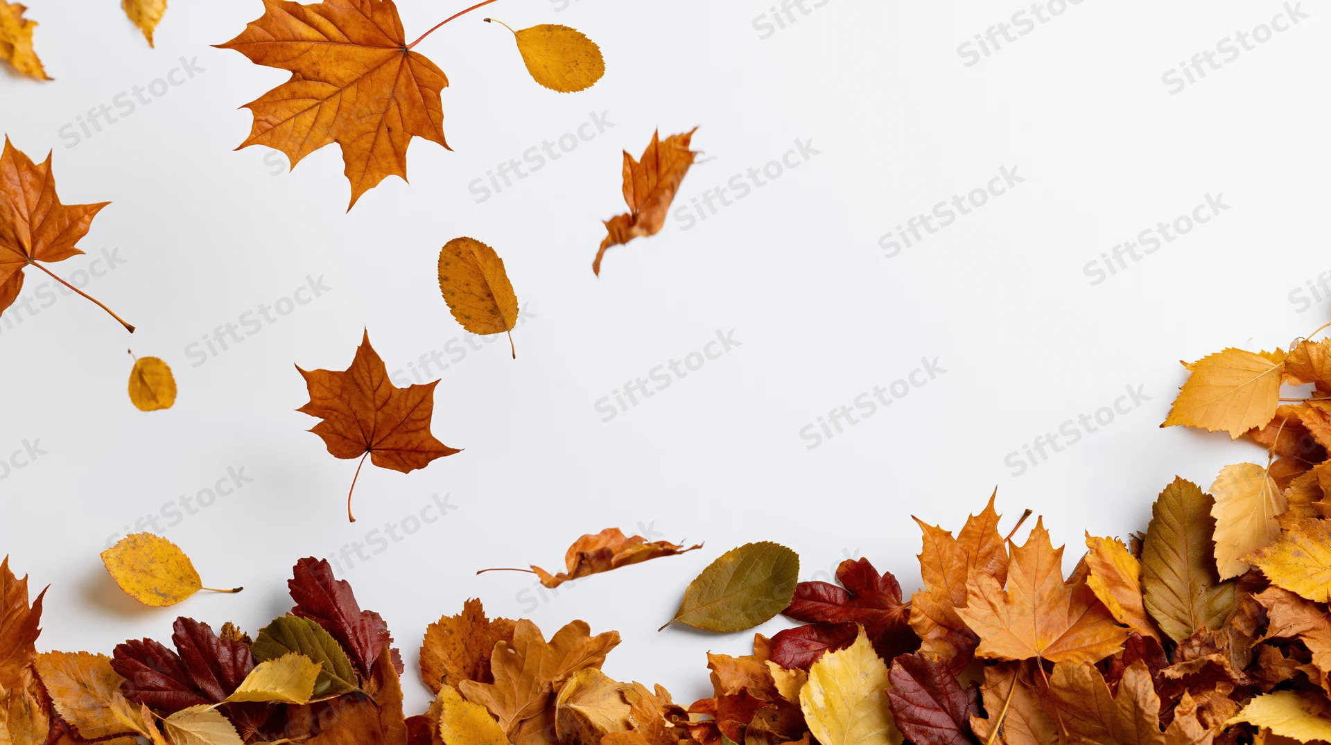 Scattered autumn leaves arranged along the bottom and left edge of a white surface with copyspace