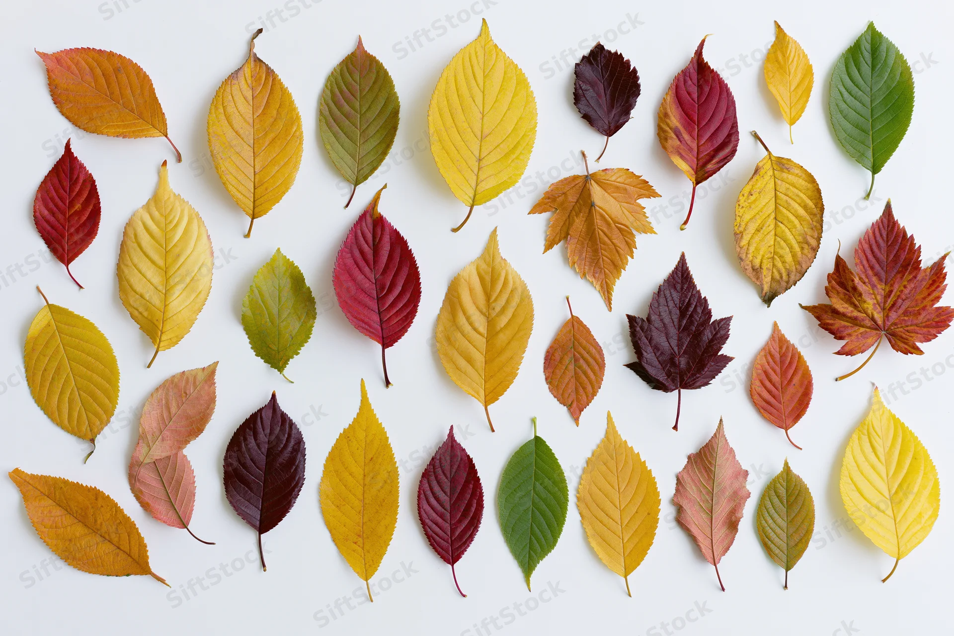 Scattered autumn leaves of various colors and shapes arranged flat on a white surface