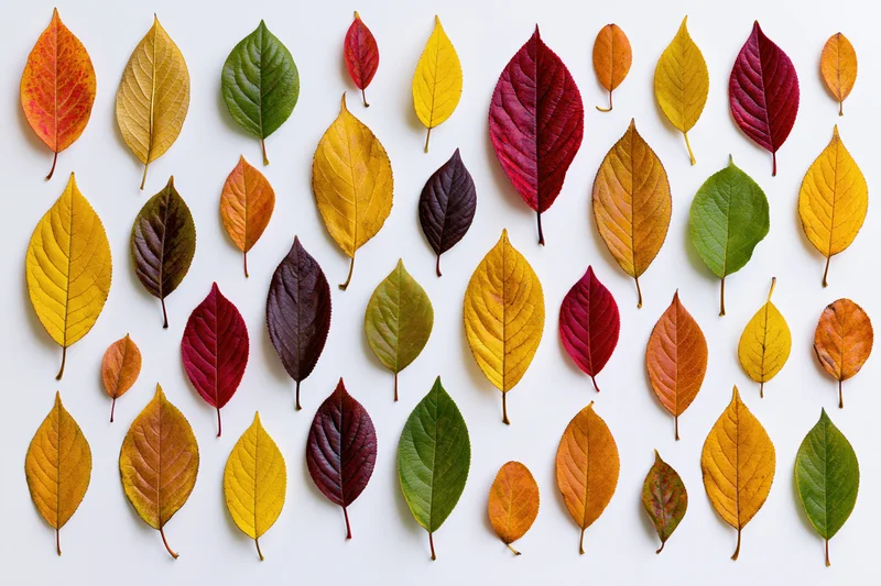 Colorful autumn leaves arranged in a flat pattern on a white surface