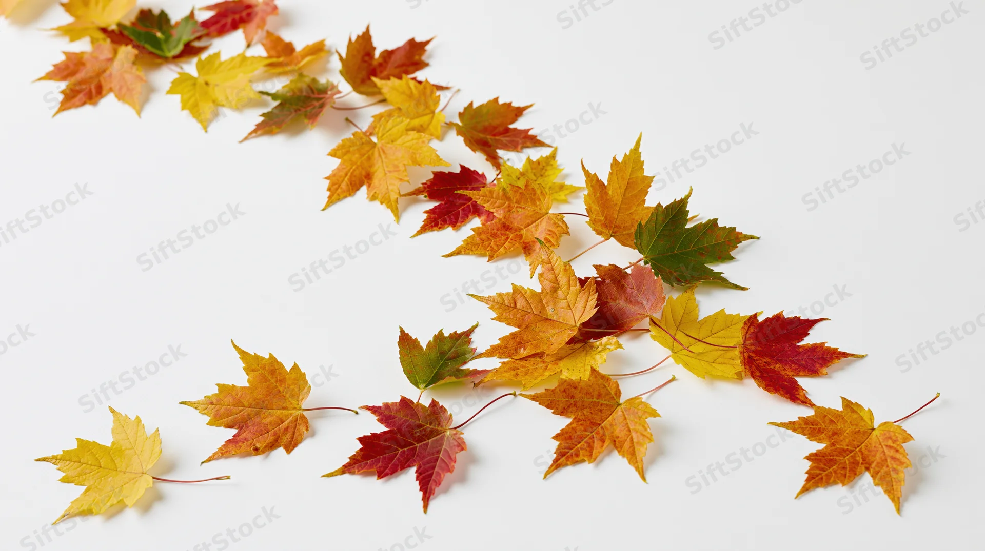 Scattered maple leaves in autumn colors on white surface