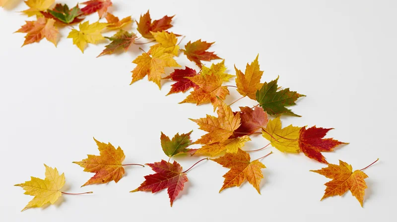 Scattered maple leaves in autumn colors on white surface