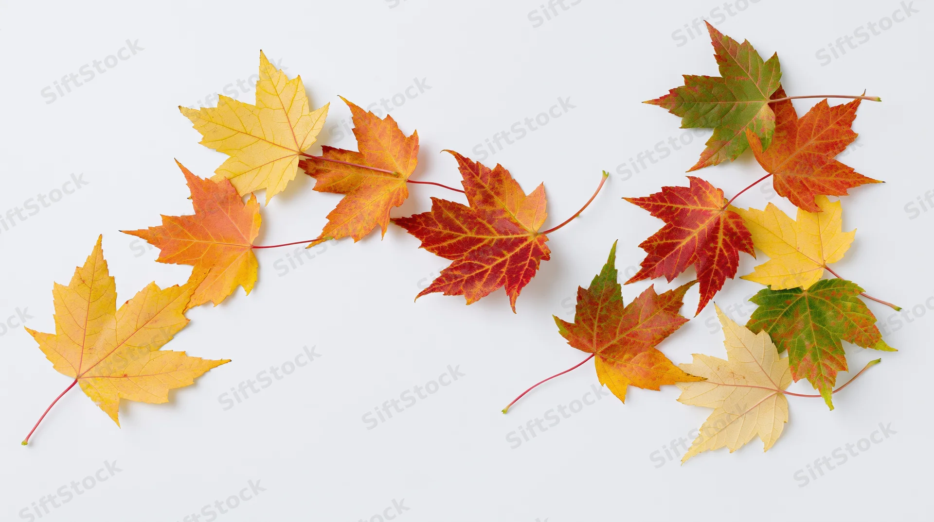 Scattered maple leaves in autumn colors arranged on white background