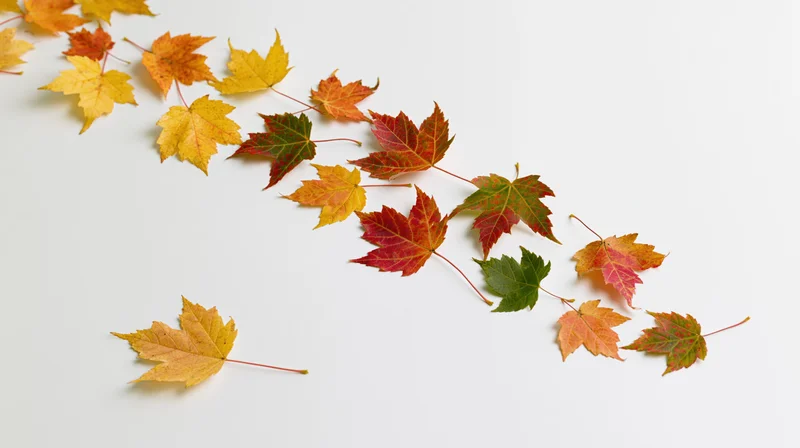 Scattered maple leaves in autumn colors arranged on a white surface