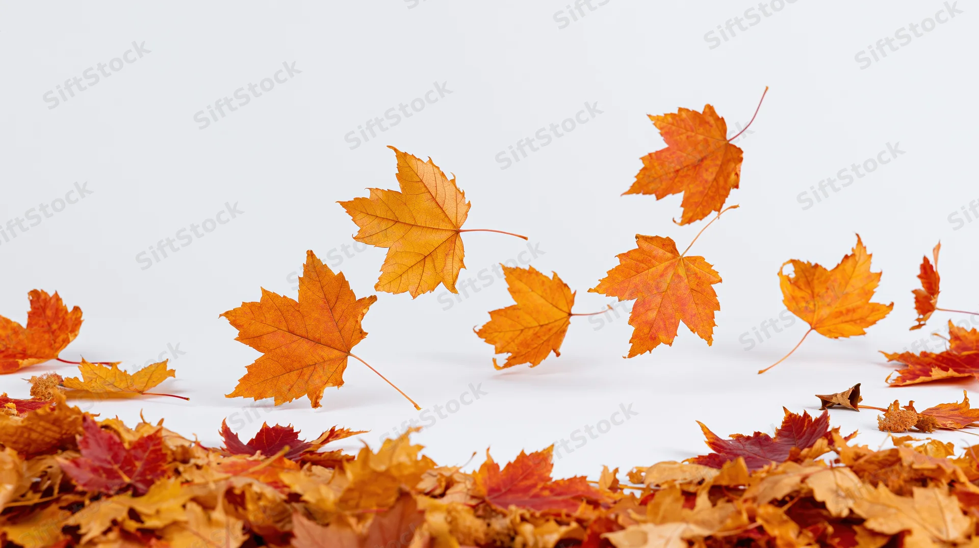 Scattered maple leaves in autumn colors arranged on white surface with copyspace