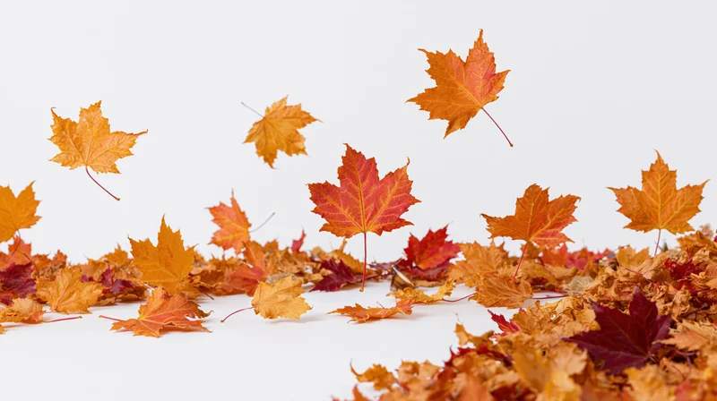 Scattered maple leaves in shades of orange red and amber falling and piled on white surface