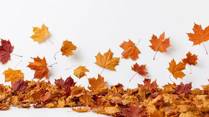 Scattered maple leaves in autumnal shades arranged on white surface with copyspace