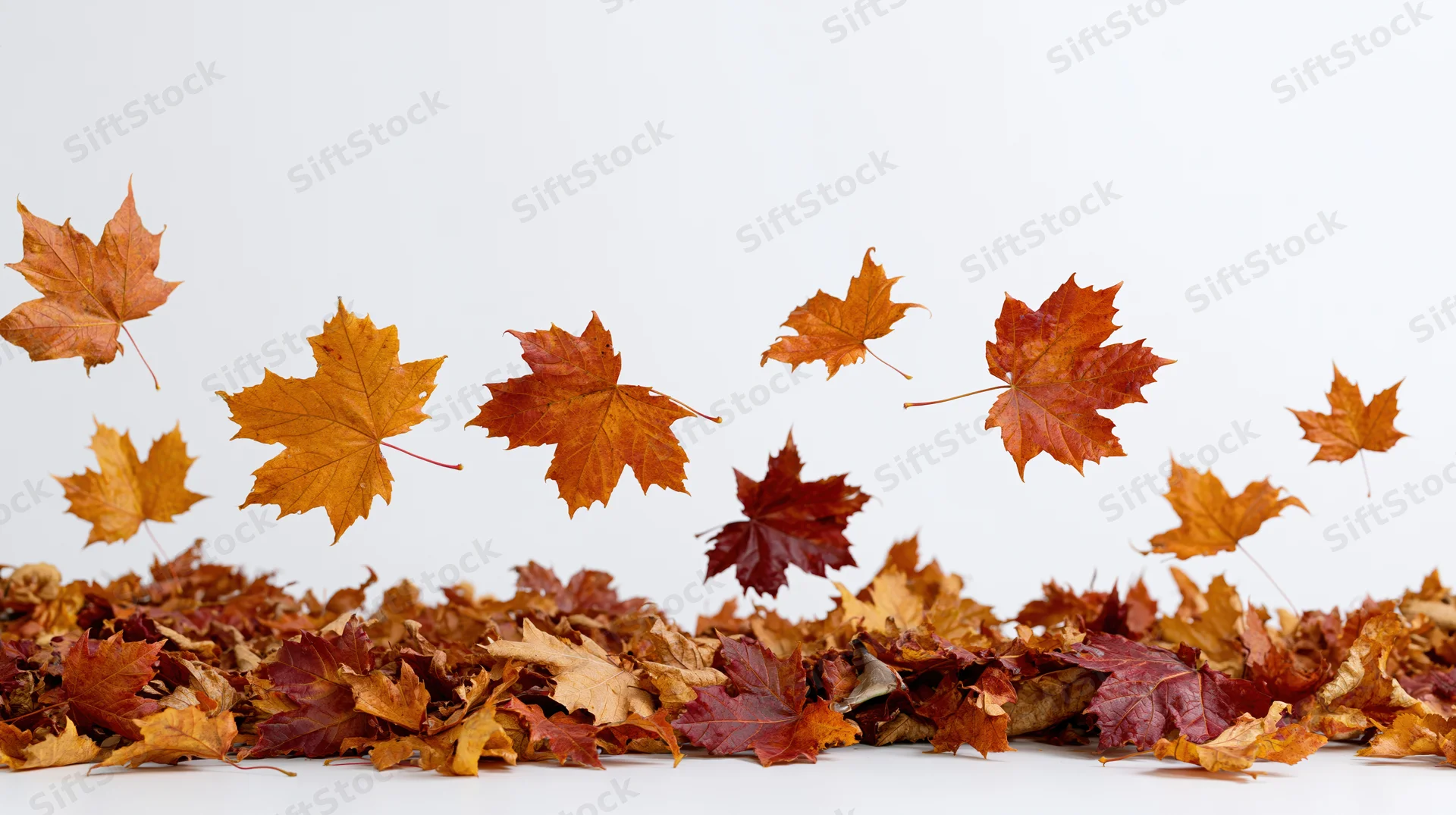 Maple leaves floating above a pile on a white background
