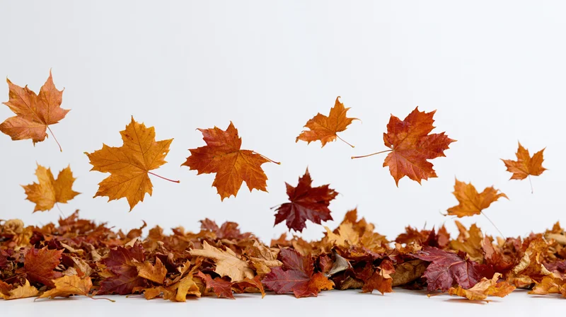 Maple leaves floating above a pile on a white background