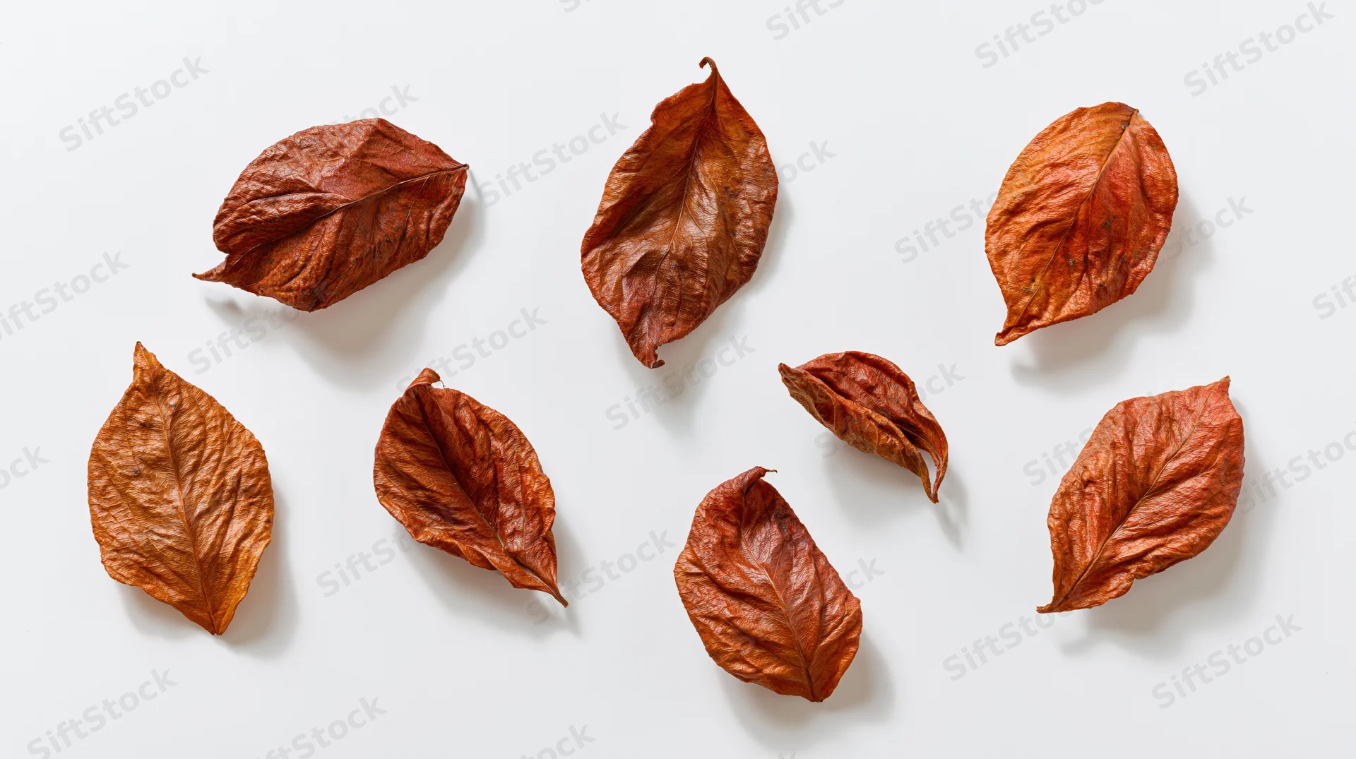 Dried autumn leaves arranged loosely on a white surface