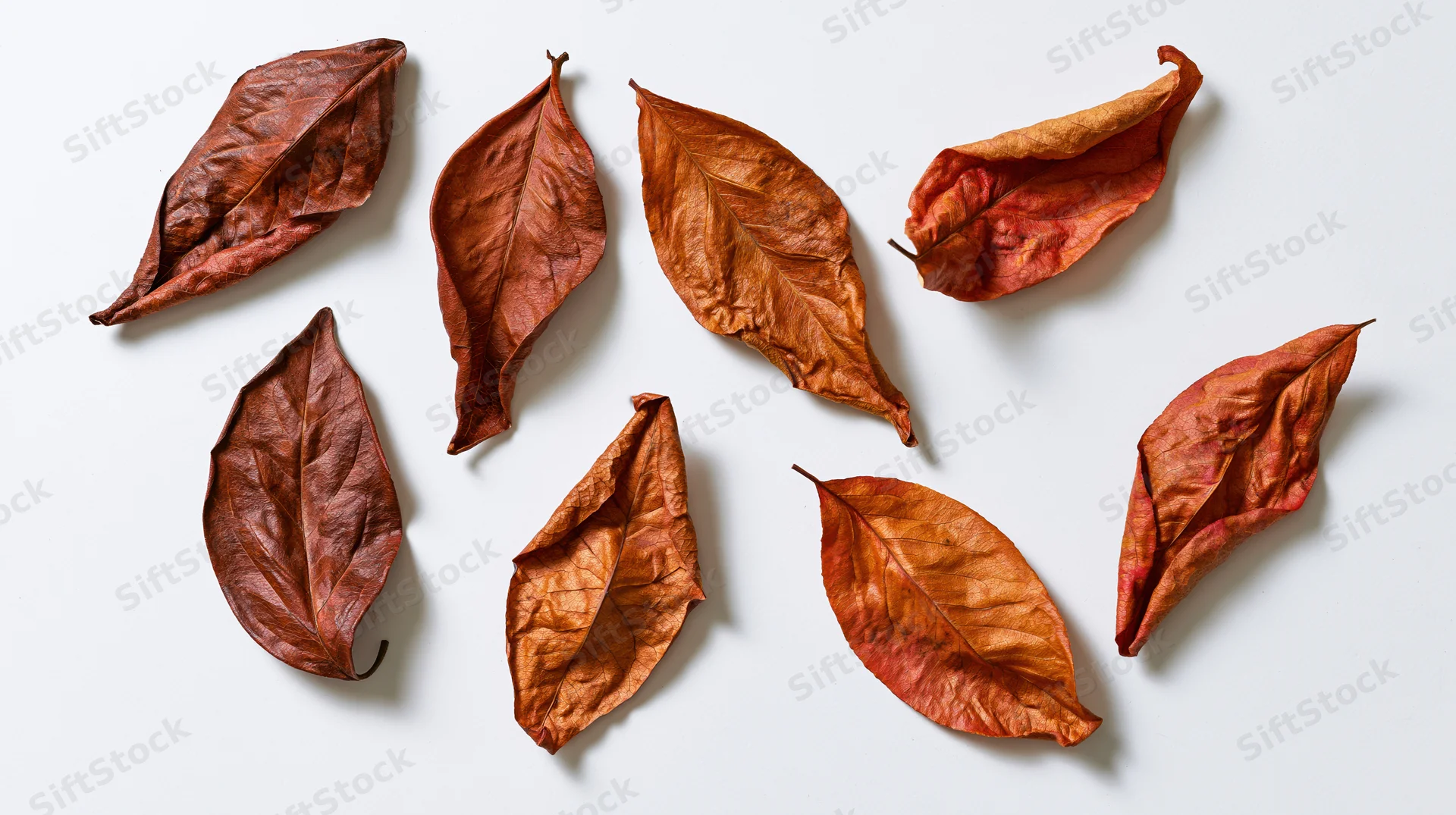 Dried autumn leaves arranged on white surface