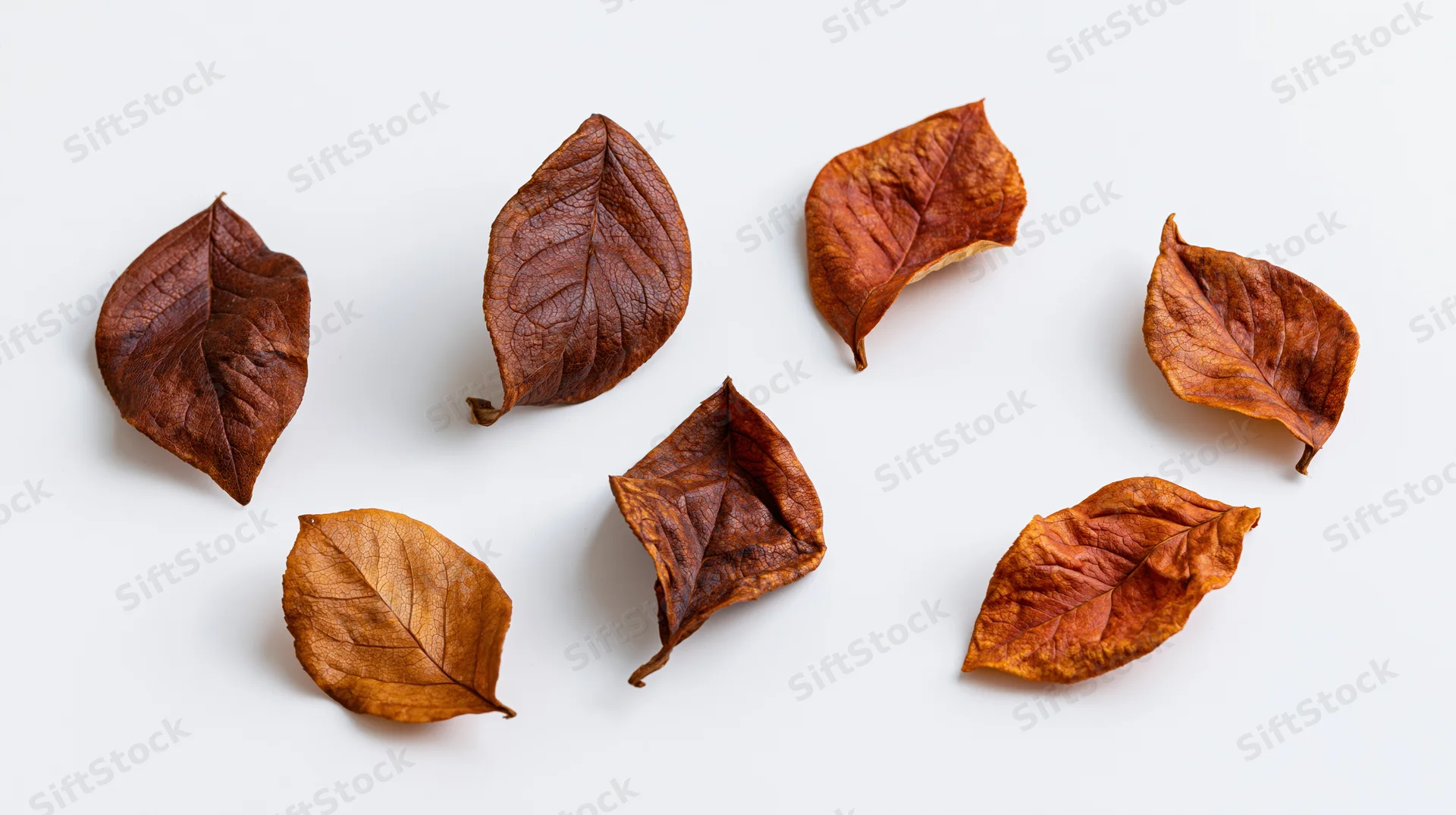 Dried autumn leaves arranged loosely on a white surface in a flat lay composition
