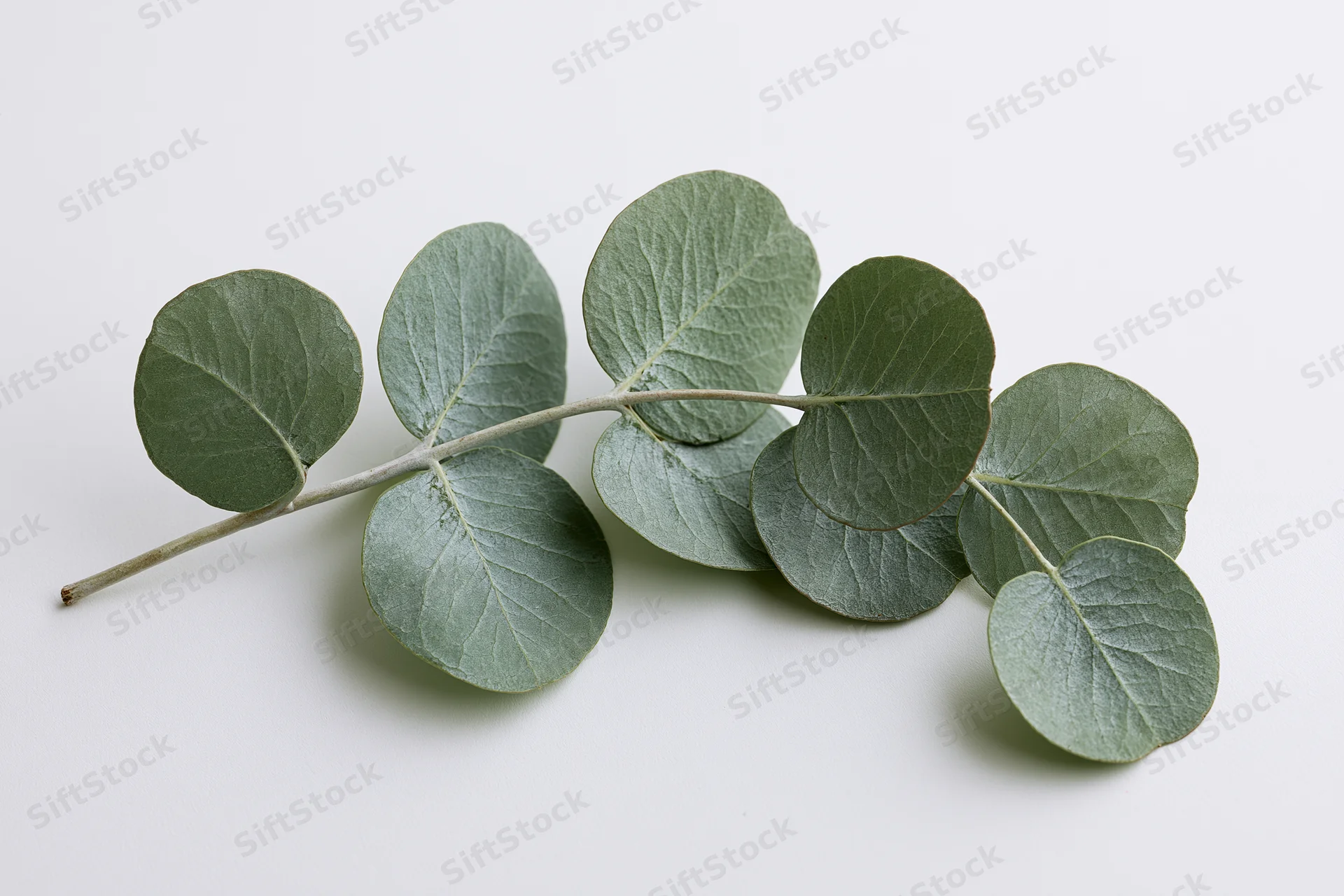Eucalyptus branch with round silver-dollar leaves lying flat on white surface