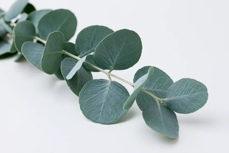 Eucalyptus branch with round silver-dollar leaves lying on white surface