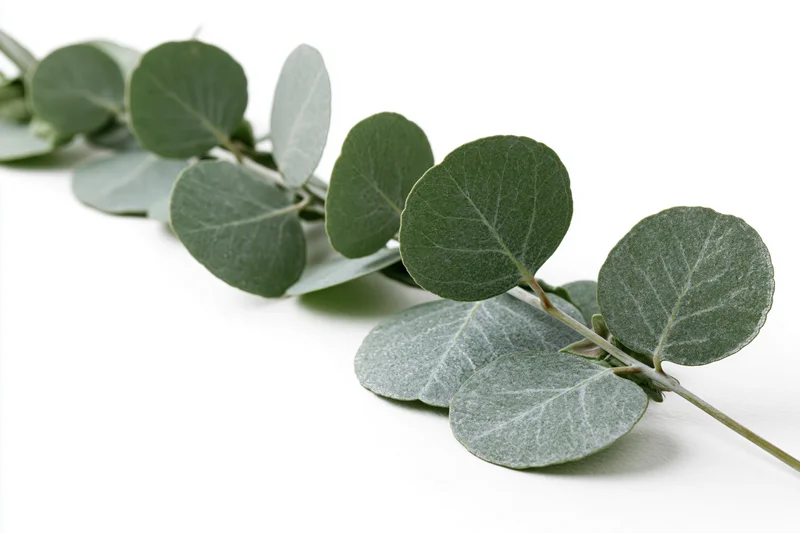 Eucalyptus branch with round silver-dollar leaves lying on white surface