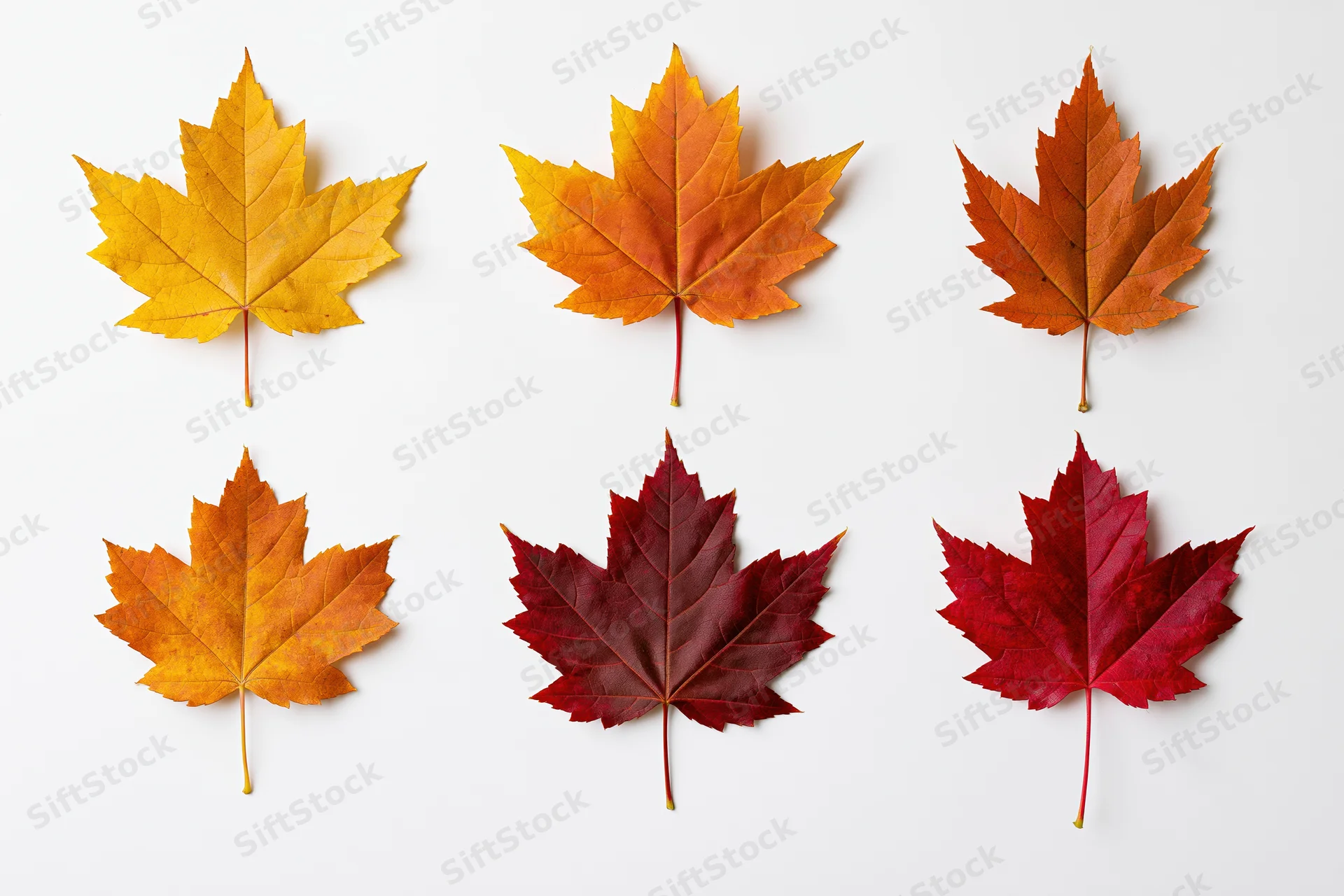 Six maple leaves in autumn colors arranged in two rows on white background