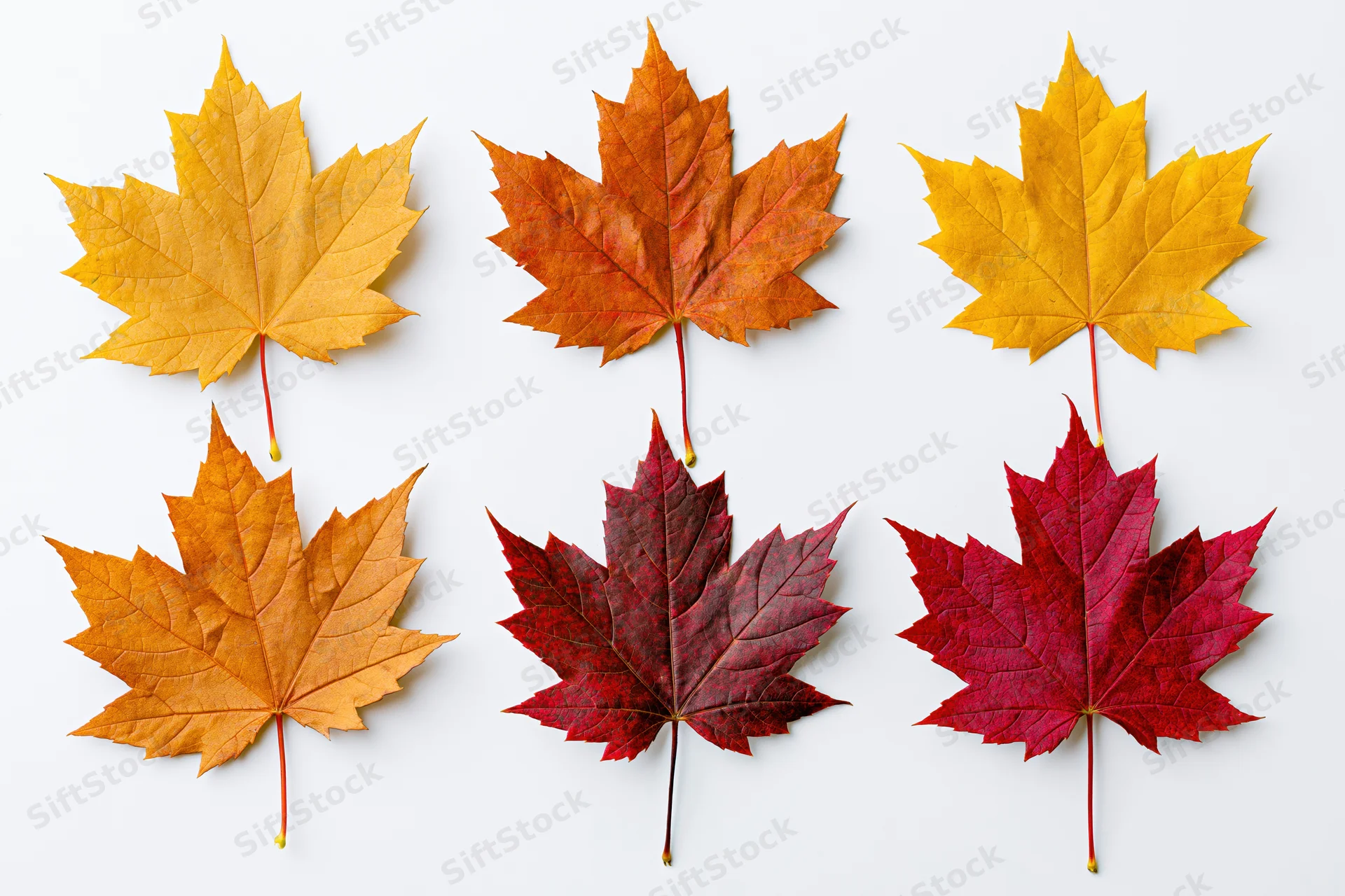 Six maple leaves in autumn colors arranged in two rows on white background