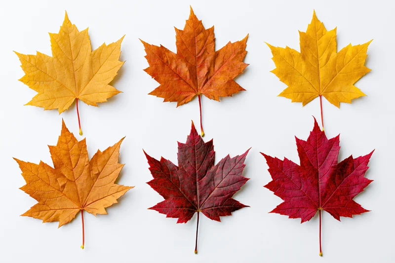 Six maple leaves in autumn colors arranged in two rows on white background