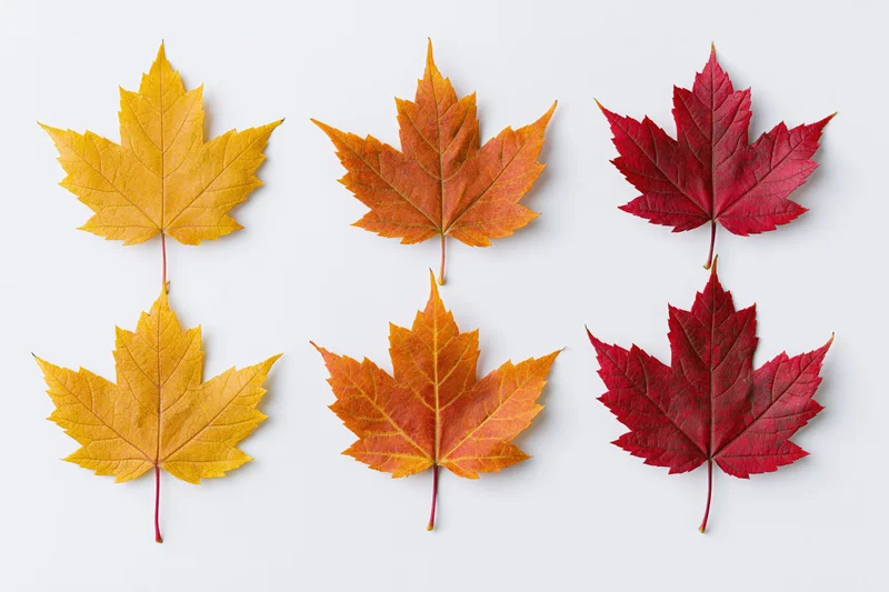 Six maple leaves in autumn colors arranged in two rows on white background
