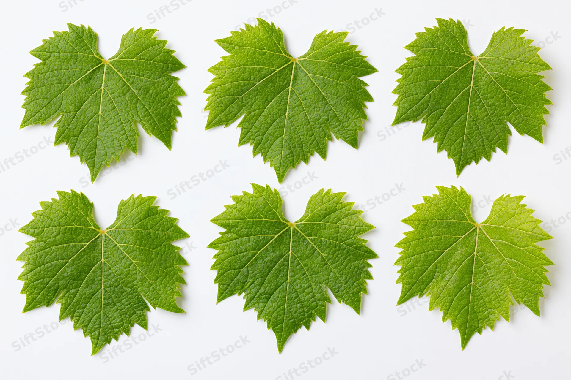 Six grapevine leaves arranged in two rows on white background