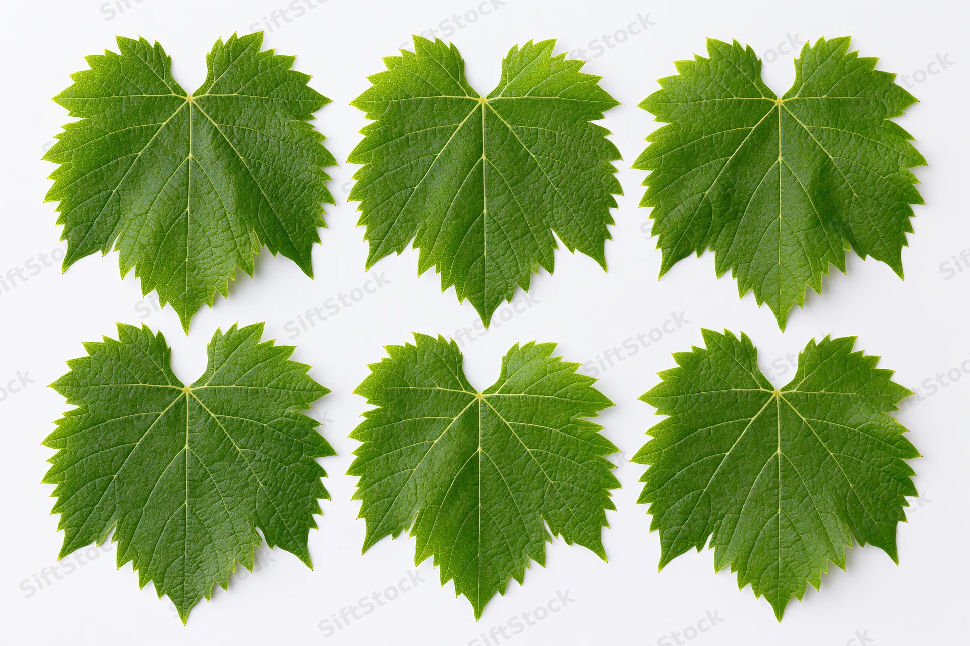 Six grapevine leaves arranged in two rows on white background