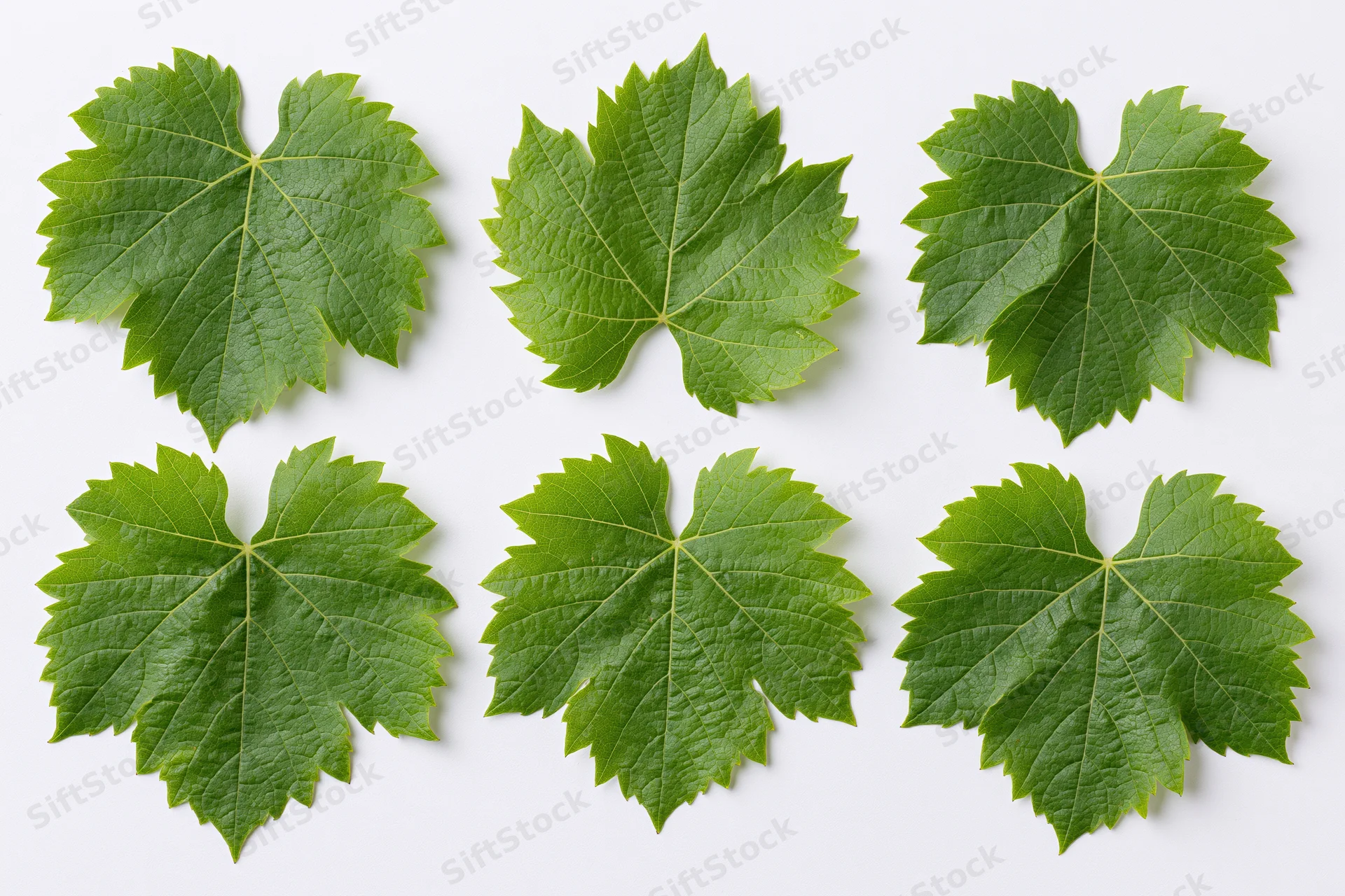 Six grapevine leaves arranged in two rows on white background
