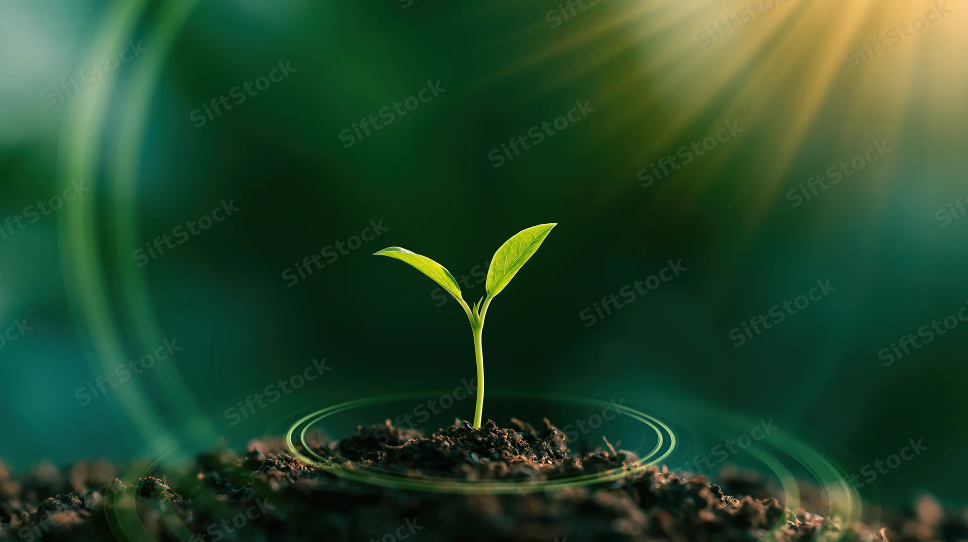 Small green seedling sprouting from soil with glowing rings and sun rays in background