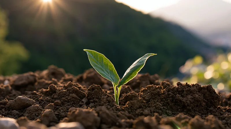 Small green seedling with two broad leaves emerging from loose soil in a mountain landscape at sunrise