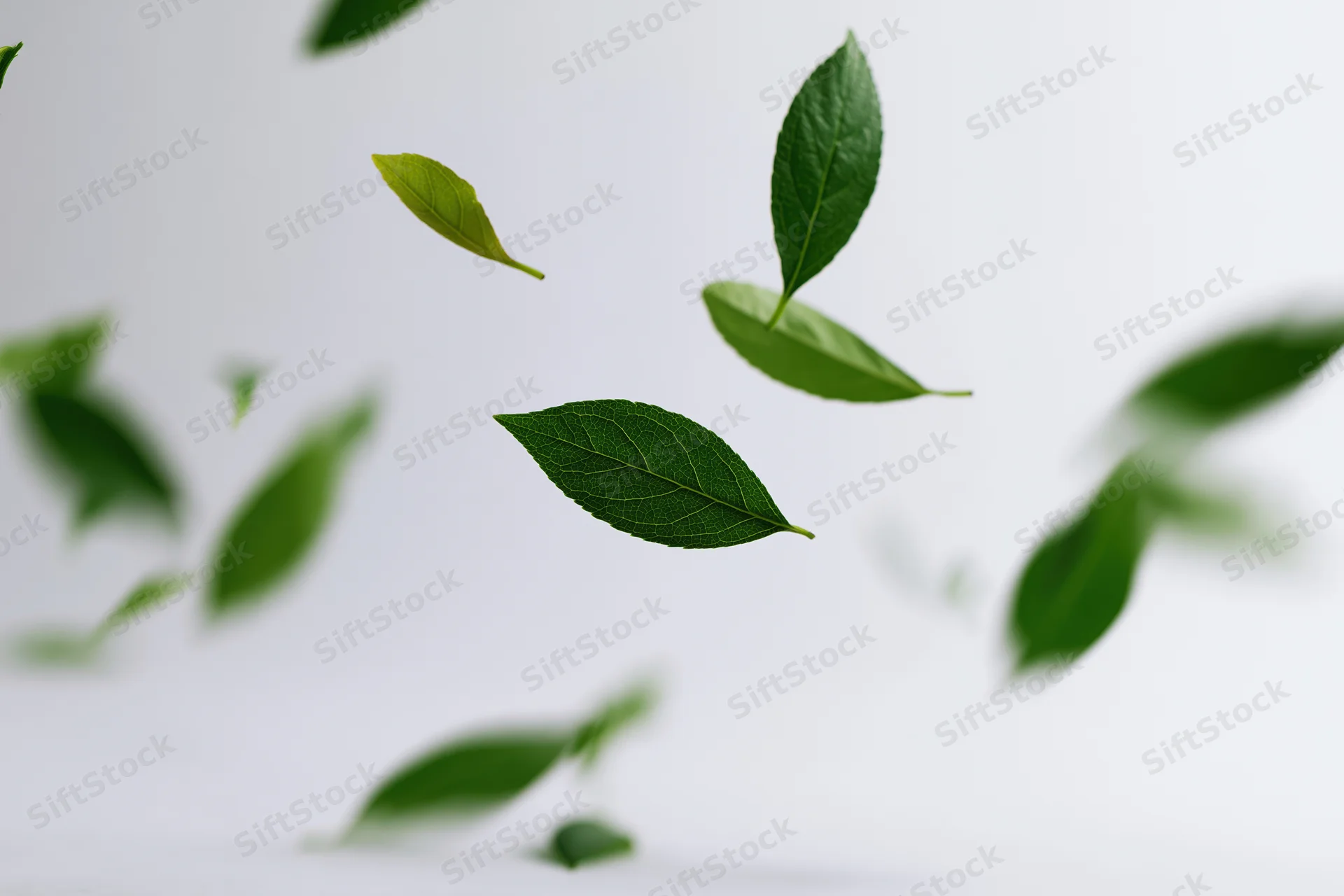 Green leaves floating midair against a white background