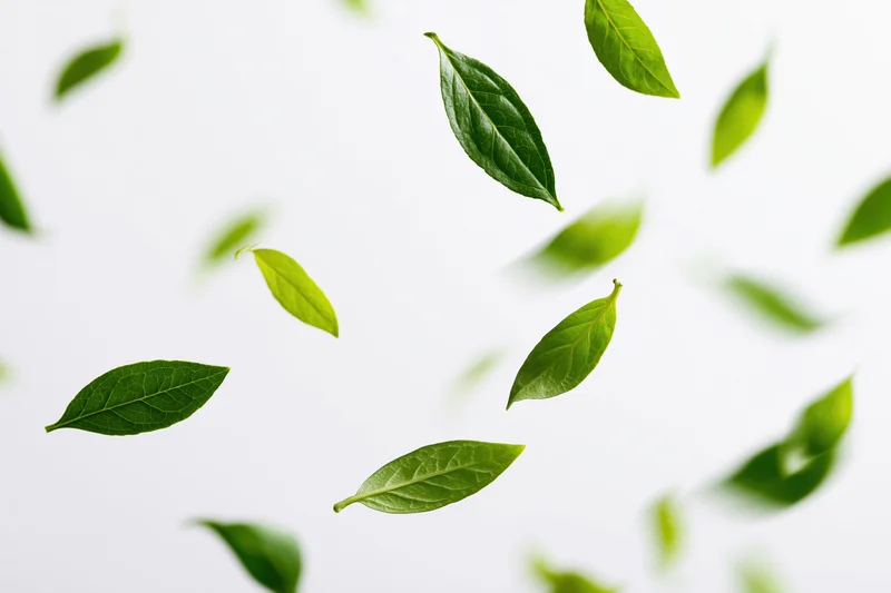 Green leaves floating midair against a white background with copyspace
