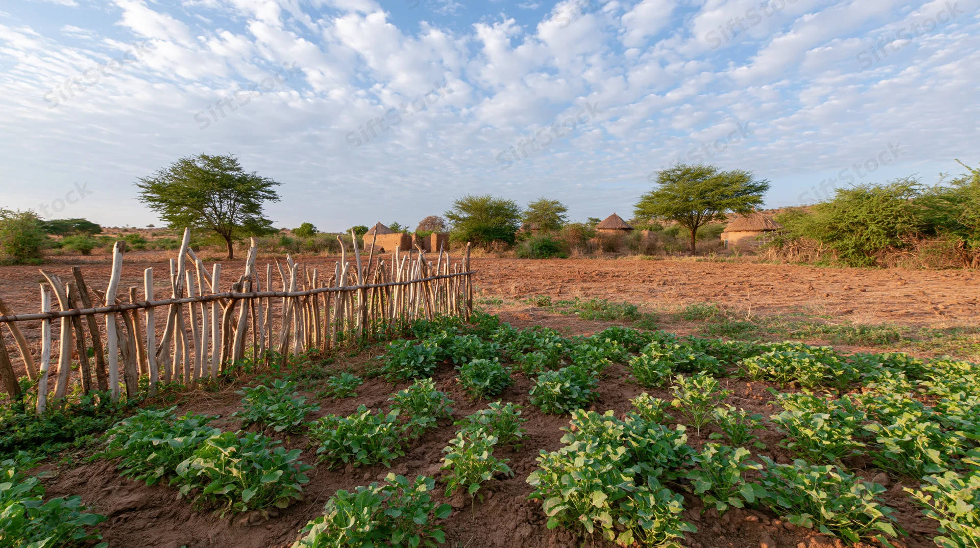 Rows of leafy crops growing in a fenced farm plot in a rural village setting